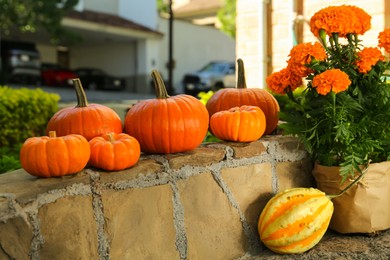 Photo of Many whole ripe pumpkins and potted flowers on stone curb in garden