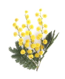 Beautiful mimosa branch with yellow flowers on white background