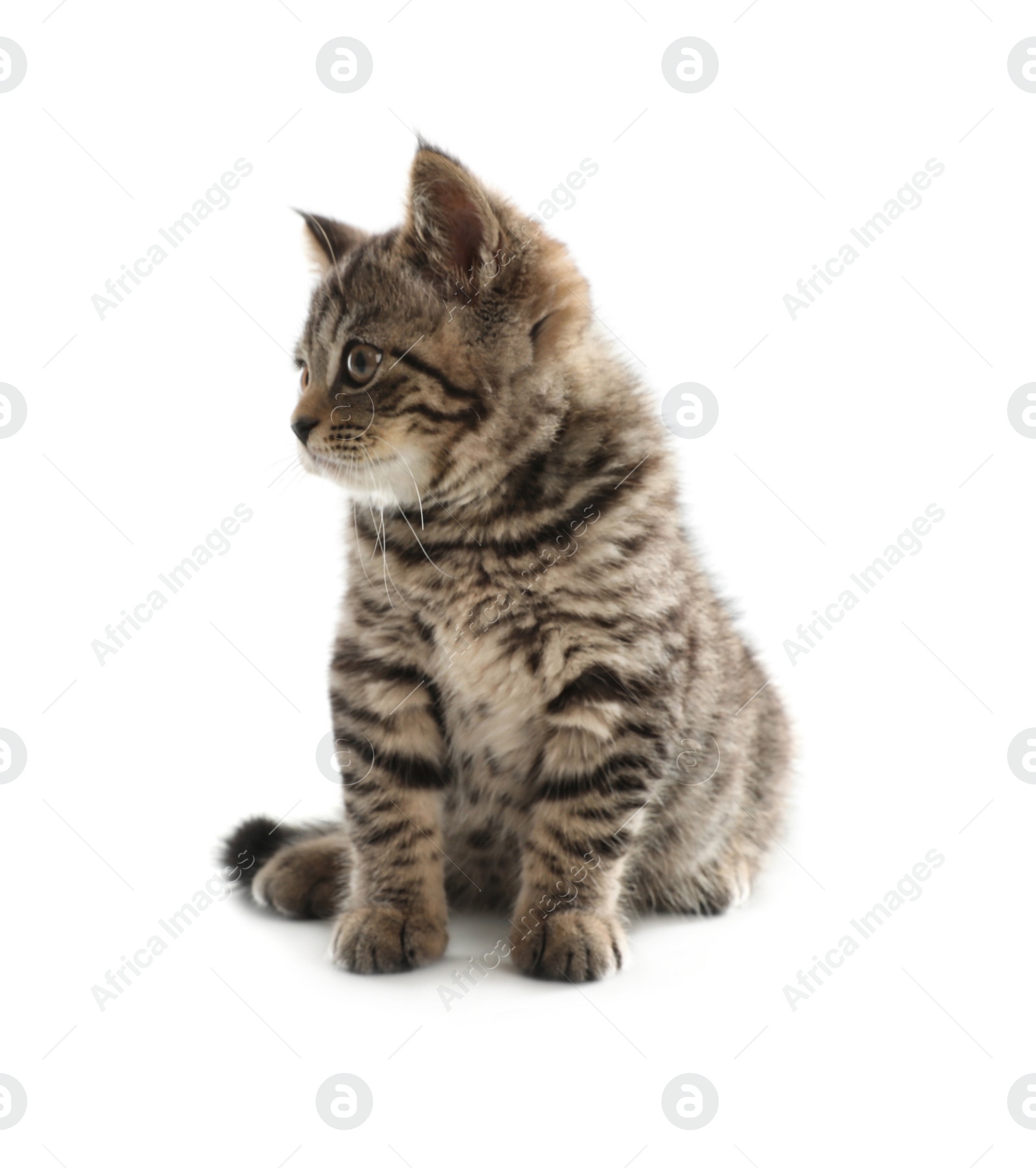 Photo of Cute tabby kitten on white background. Baby animal