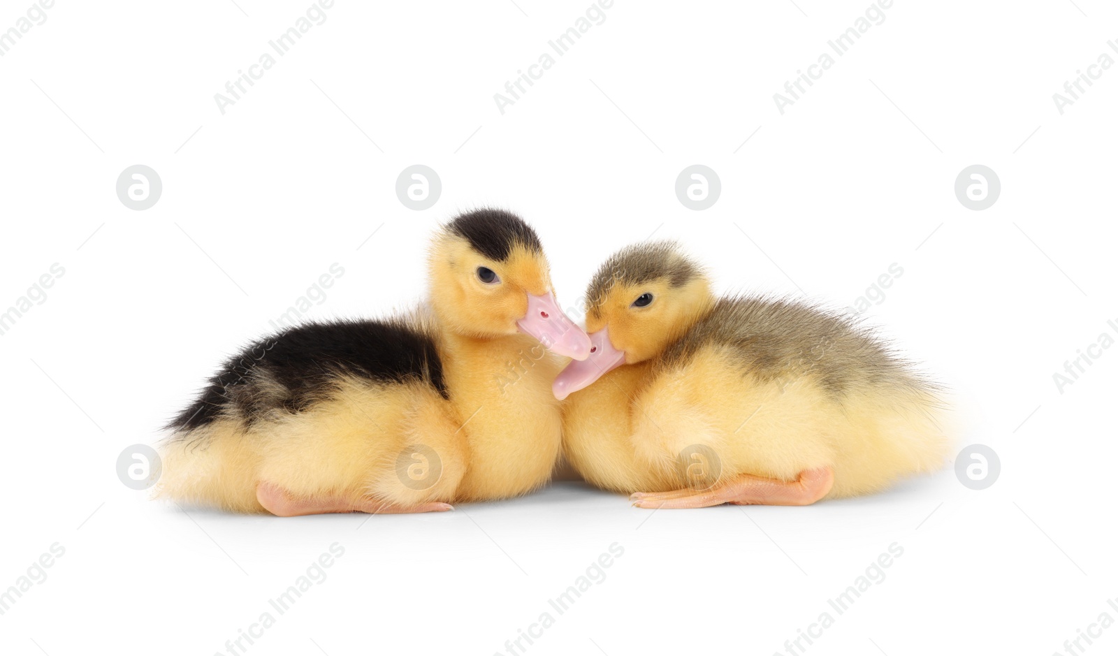 Photo of Baby animals. Cute fluffy ducklings on white background