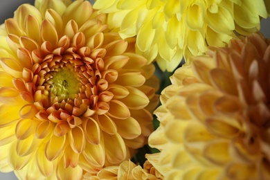 Photo of Beautiful yellow dahlia flowers as background, closeup