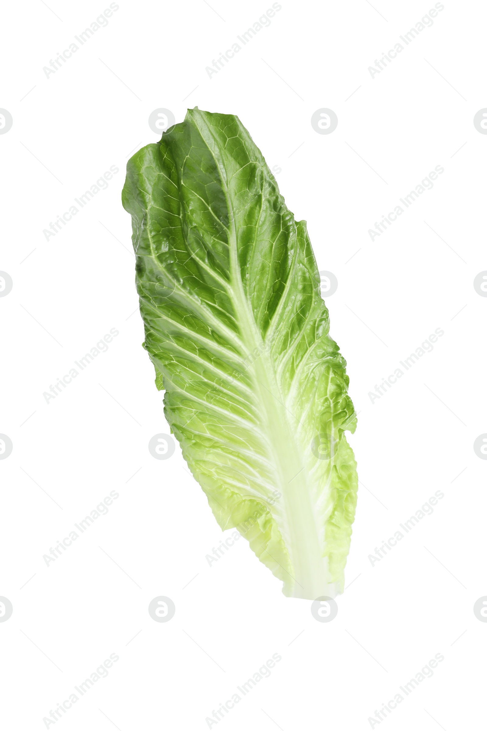 Photo of Fresh leaf of green romaine lettuce isolated on white