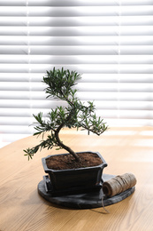 Photo of Japanese bonsai plant and rope on wooden table near window. Creating zen atmosphere at home