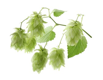 Photo of Branch of fresh green hops on white background