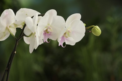 Photo of Branches with beautiful orchid flowers on blurred background, closeup