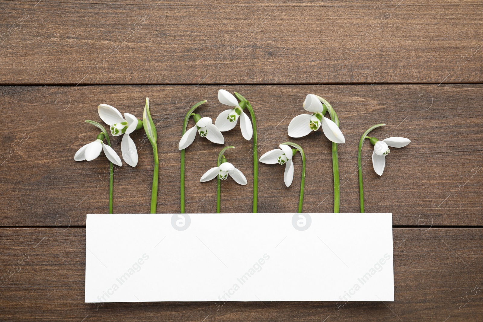 Photo of Beautiful snowdrops and paper card on wooden table, flat lay. Space for text