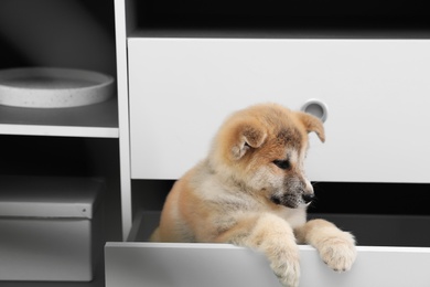 Photo of Adorable Akita Inu puppy playing in commode at home