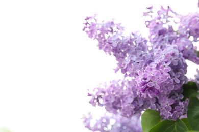 Blossoming lilac outdoors on spring day