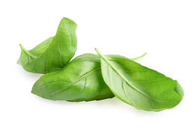 Fresh green basil leaves isolated on white