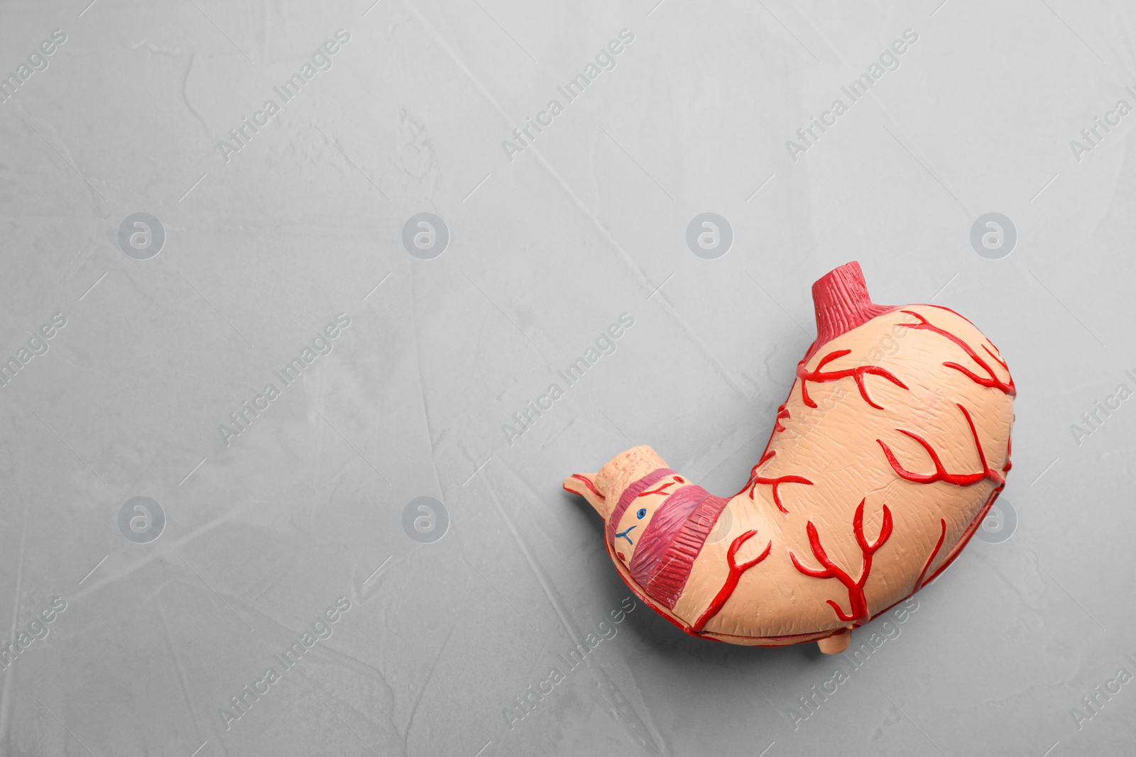 Photo of Human stomach model on light grey table, top view. Space for text
