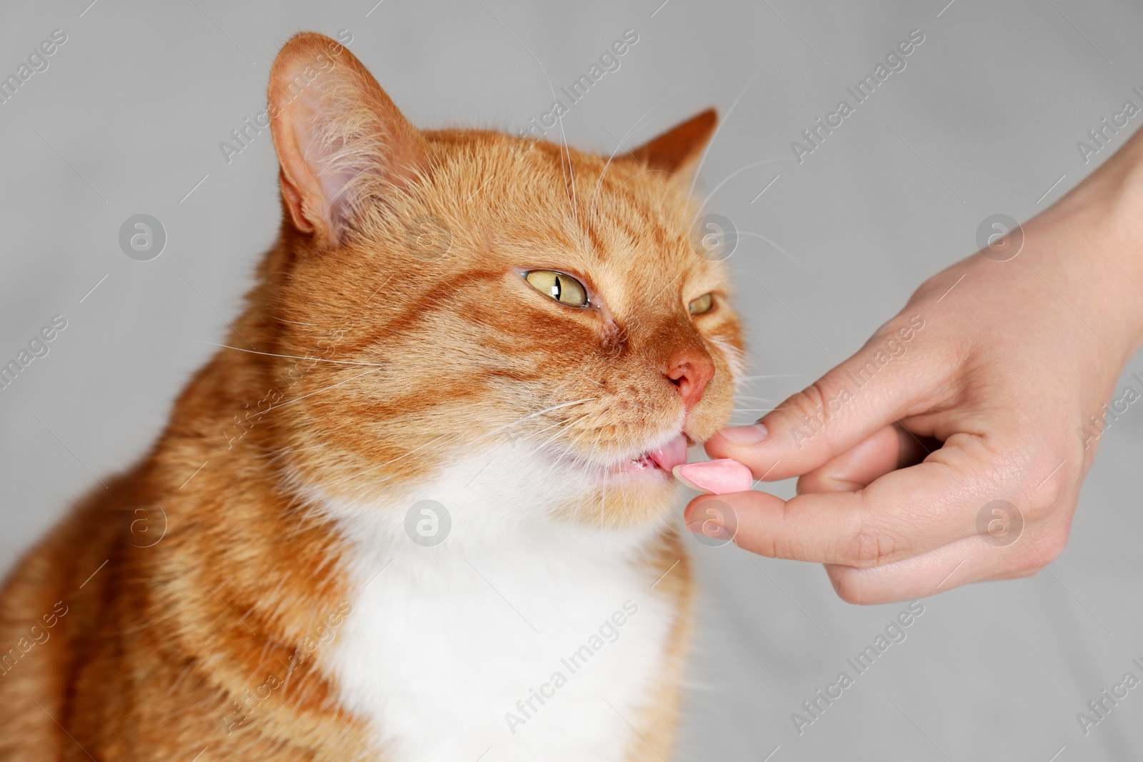 Photo of Woman giving vitamin pill to cute cat indoors, closeup