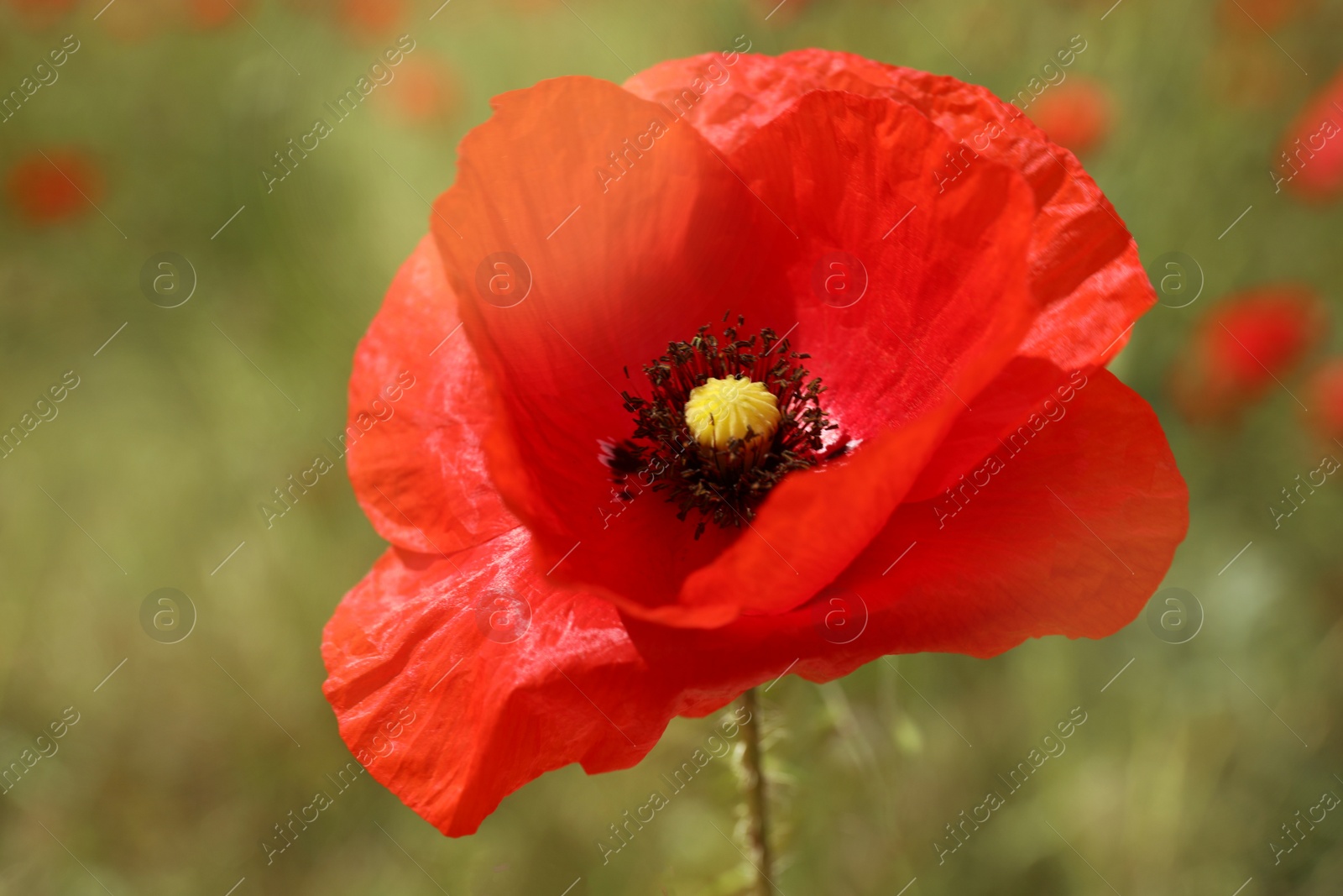 Photo of Beautiful red poppy flower growing in field, closeup