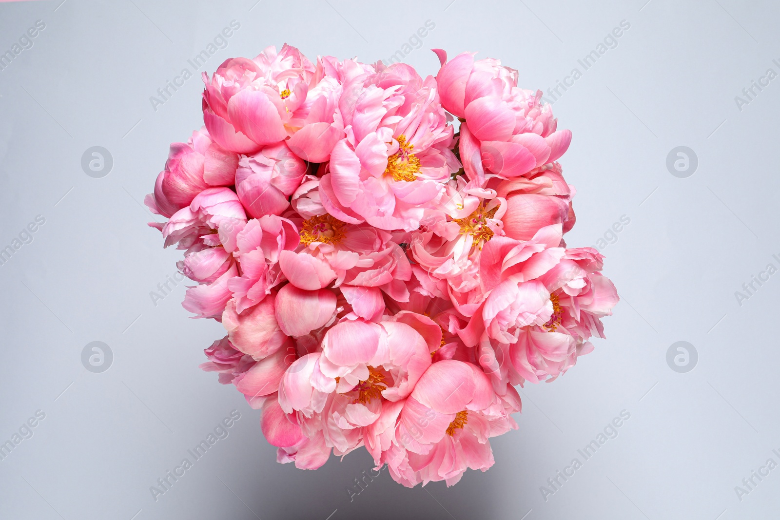 Photo of Beautiful pink peonies against white background, top view