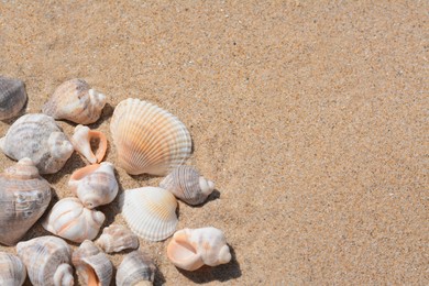 Many beautiful sea shells on sand, closeup. Space for text