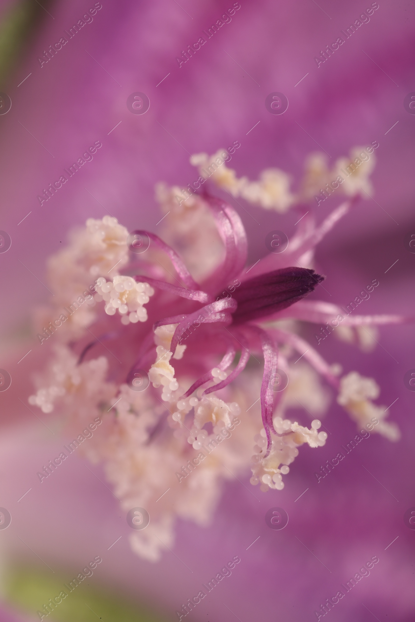 Photo of Beautiful violet Malva flower as background, macro view