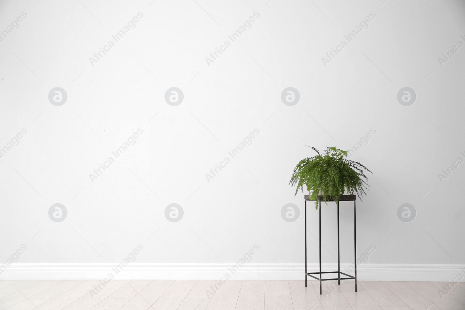 Photo of Potted fern on table near white wall, space for text. Home plants