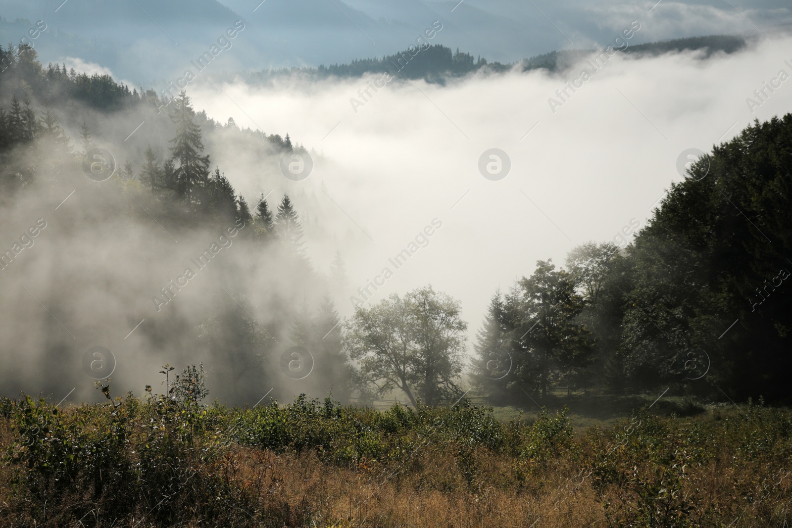 Photo of Picturesque view of foggy forest. Beautiful mountain landscape