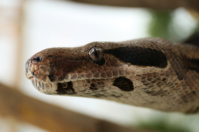 Photo of Brown boa constrictor outdoors, closeup. Exotic snake