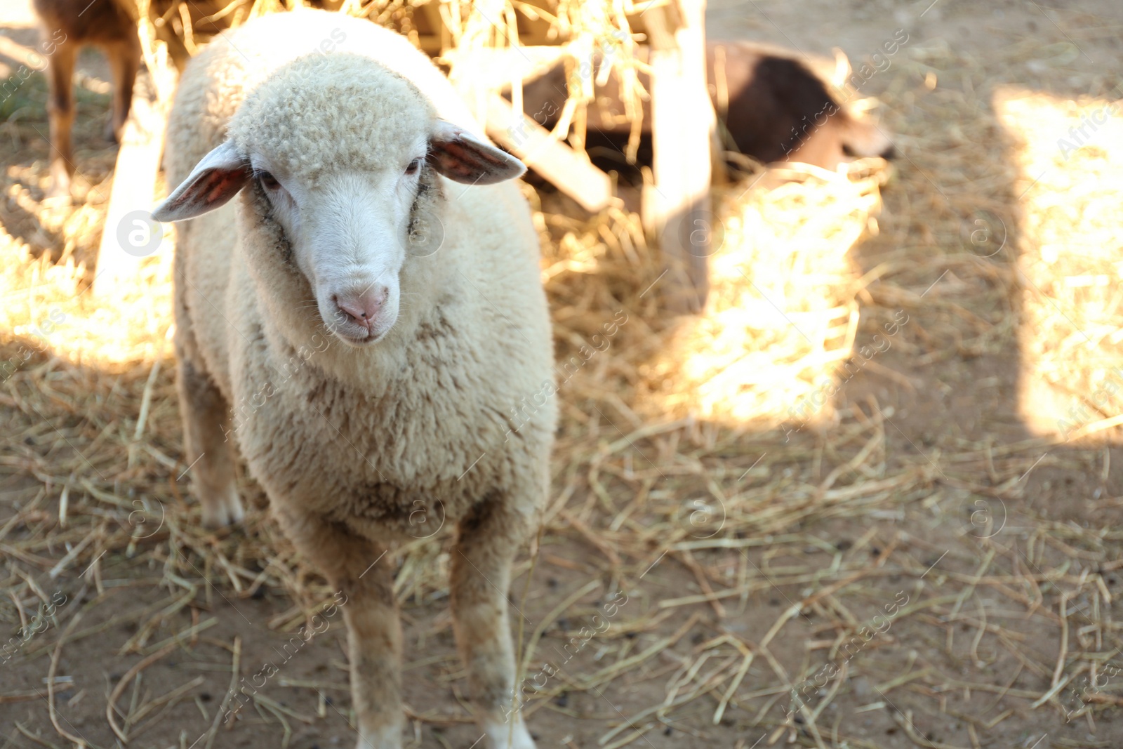 Photo of Cute funny sheep on farm. Animal husbandry