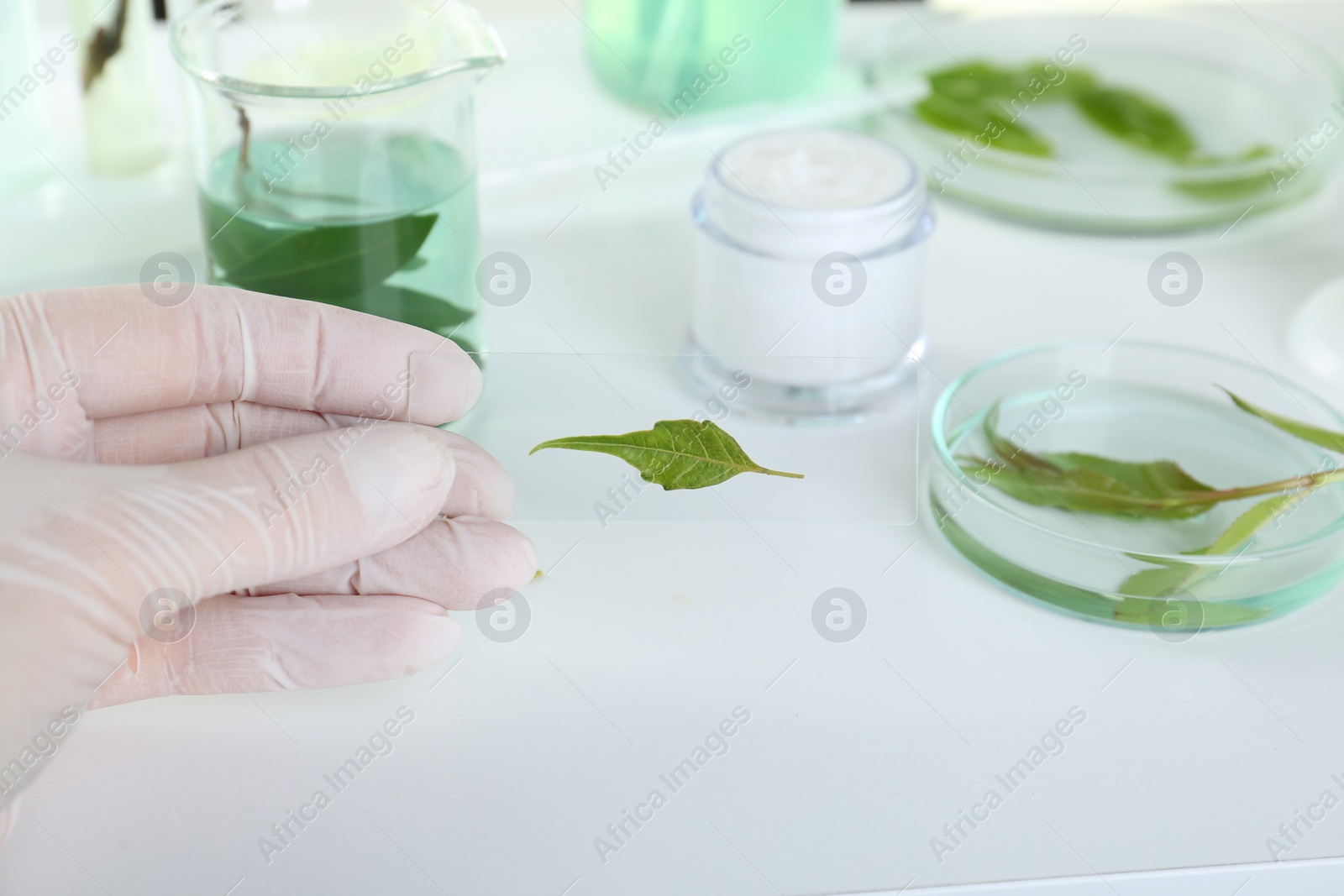 Photo of Scientist holding glass slide with leaf in laboratory, closeup