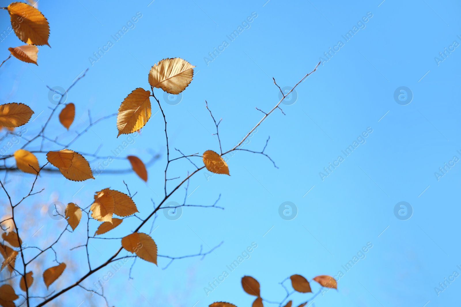 Photo of Branches with autumn leaves against blue sky on sunny day. Space for text