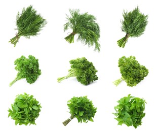 Image of Set with different herbs on white background