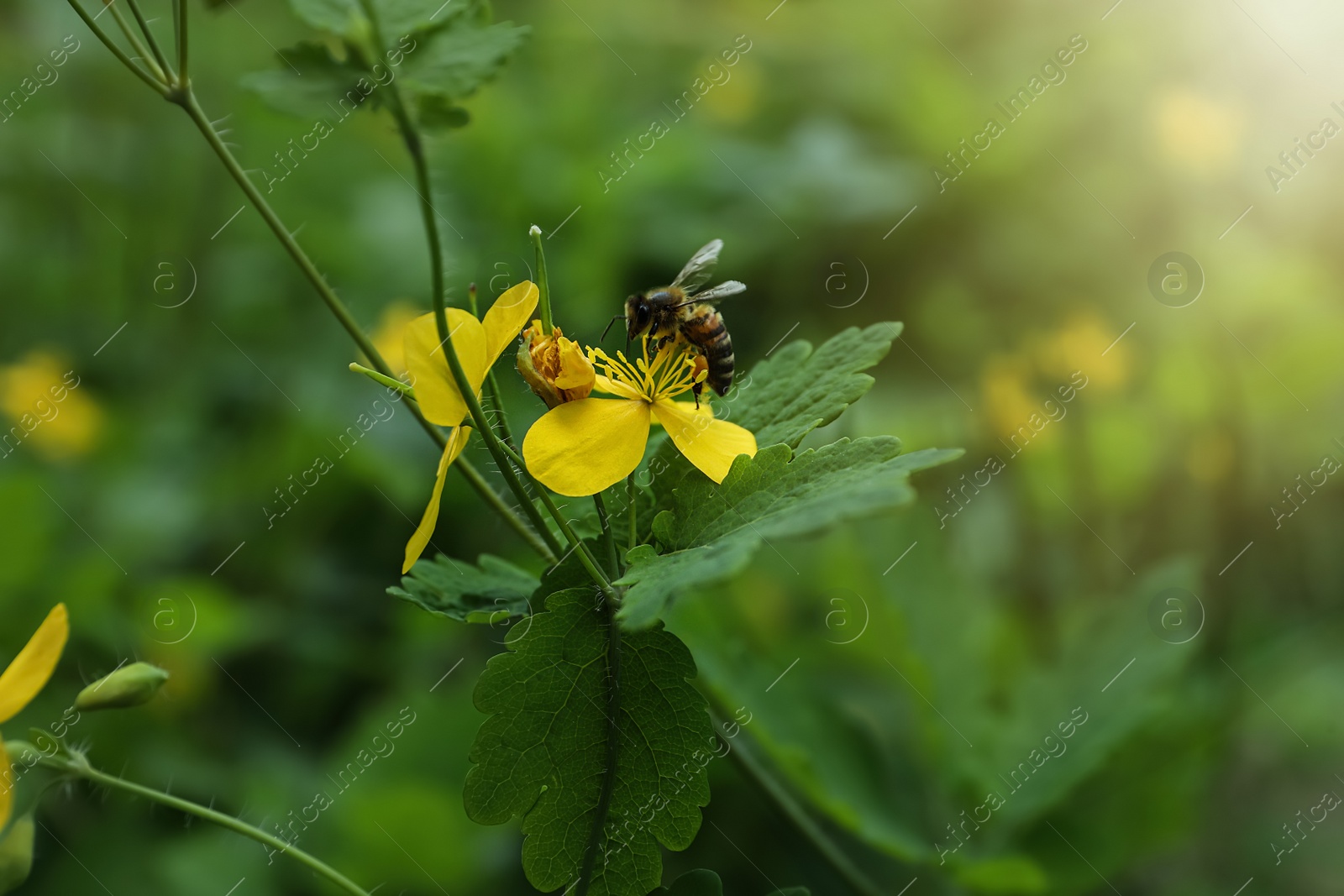 Photo of Bee on celandine plant with yellow flowers growing outdoors, closeup