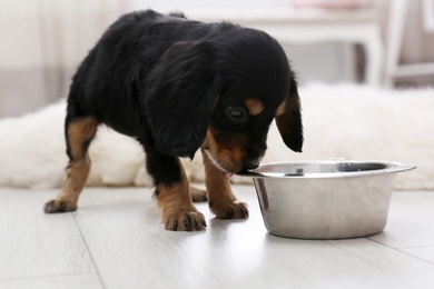 Cute English Cocker Spaniel puppy with bowl indoors