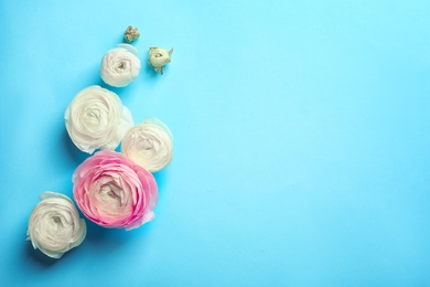 Photo of Beautiful ranunculus flowers on color background, flat lay