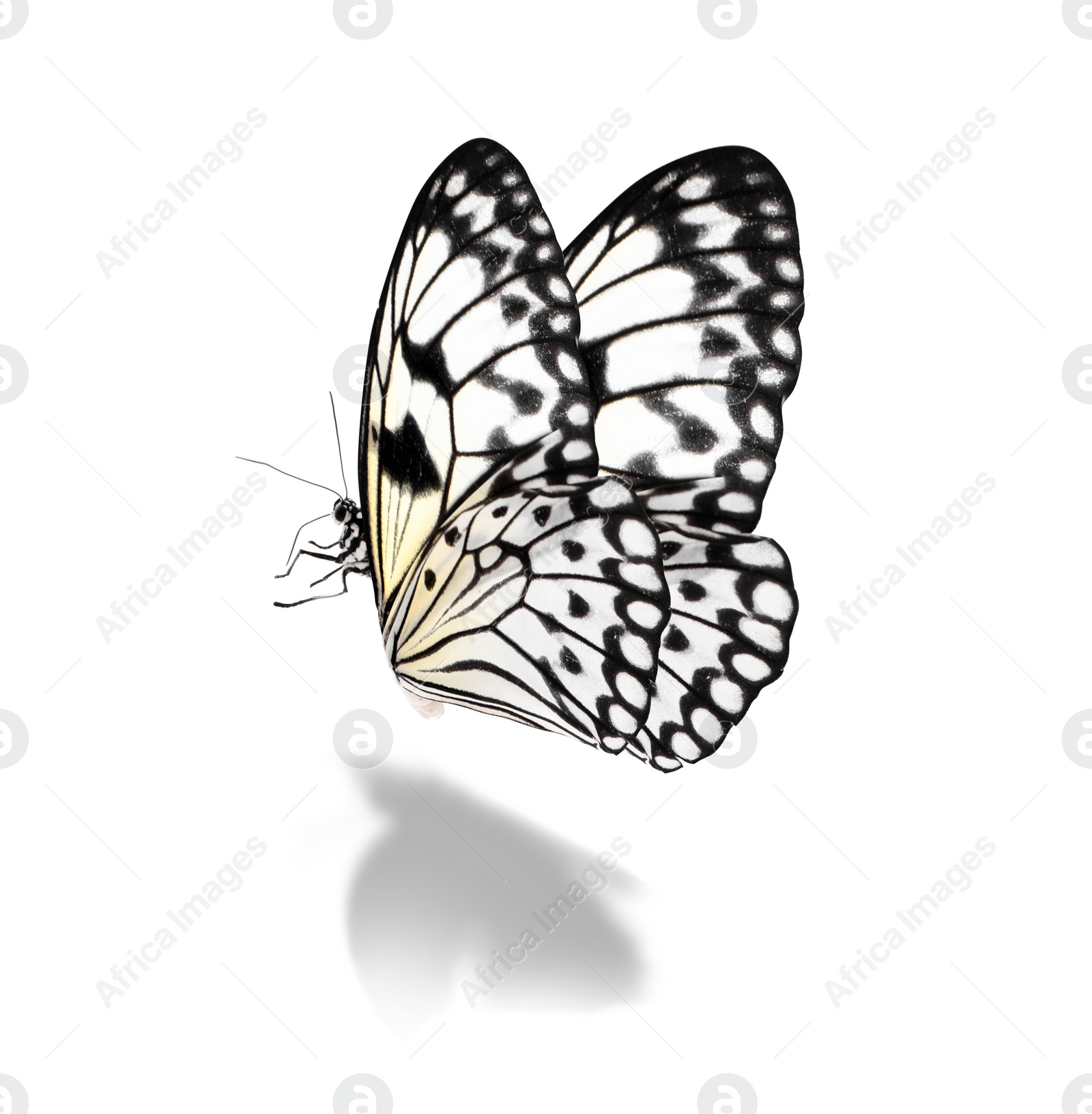 Image of Beautiful rice paper butterfly on white background