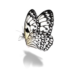 Image of Beautiful rice paper butterfly on white background