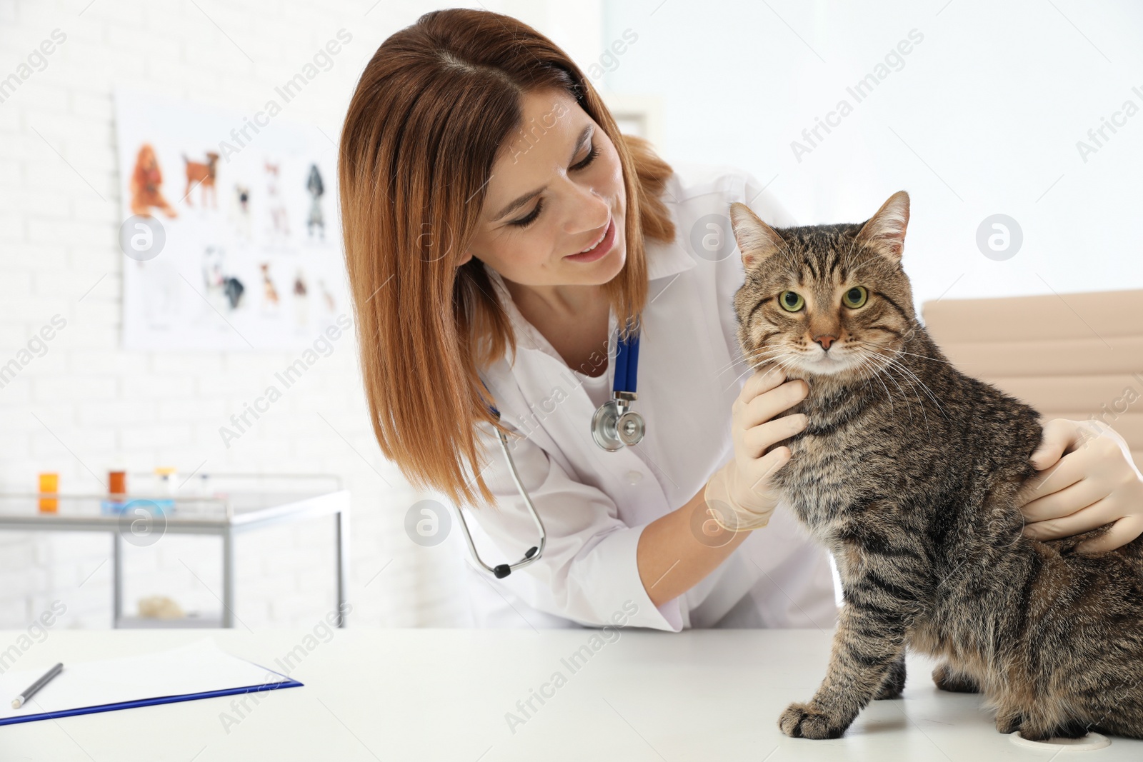 Photo of Professional veterinarian examining cute cat in clinic