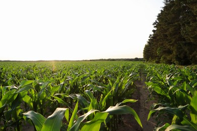 Photo of Beautiful agricultural field with green corn plants on sunny day