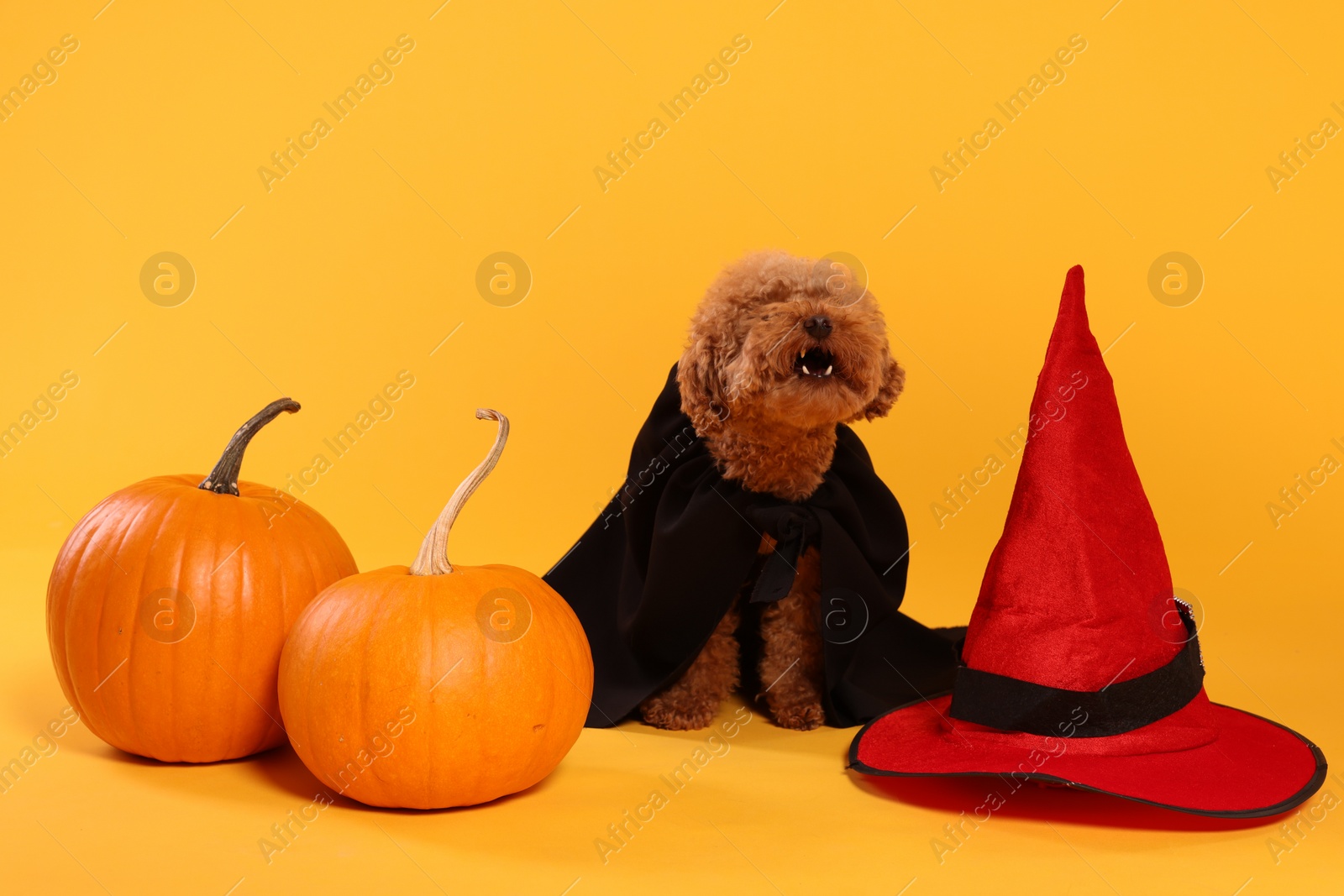 Photo of Cute Maltipoo dog with hat and pumpkins dressed in Halloween costume on orange background