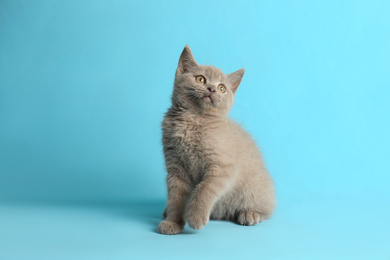 Scottish straight baby cat sitting on light blue background