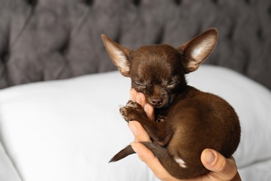 Woman holding sleeping cute small Chihuahua dog against blurred background, closeup