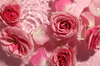 Beautiful roses and petals in water on pink background, top view