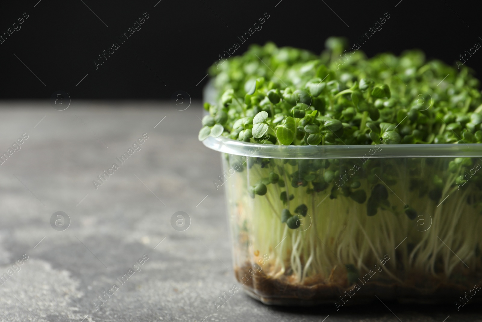 Photo of Sprouted arugula seeds in plastic container on grey table, closeup. Space for text