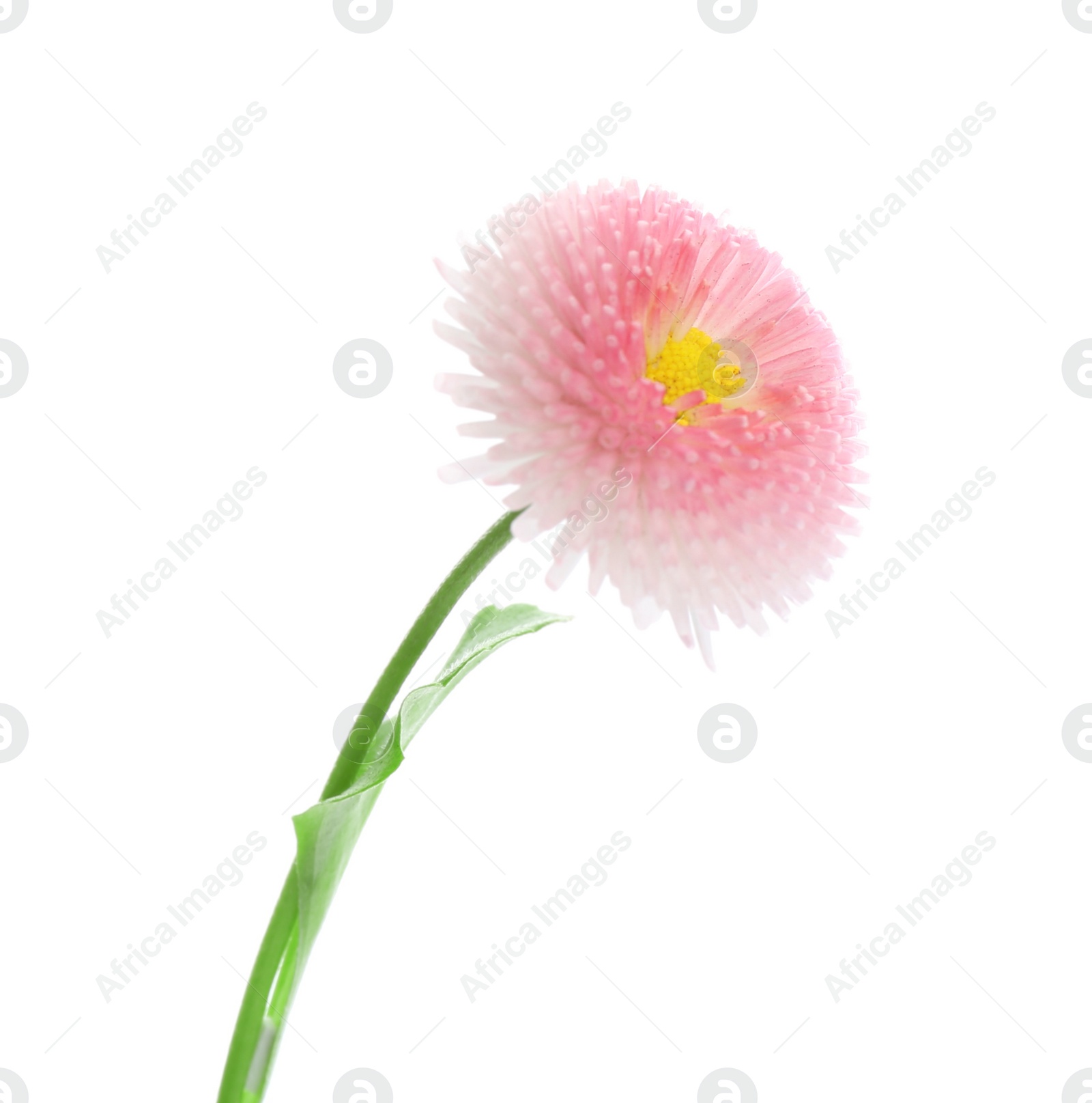 Photo of Beautiful blooming daisy against white background. Spring flower