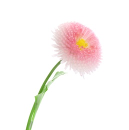 Photo of Beautiful blooming daisy against white background. Spring flower