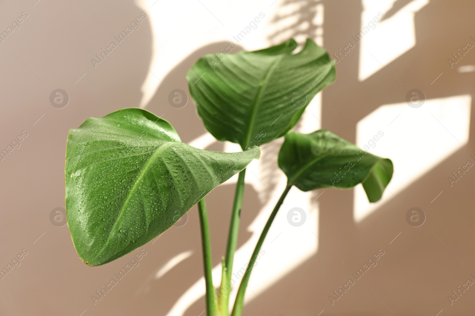 Photo of Beautiful plant with wet leaves near beige wall. House decoration