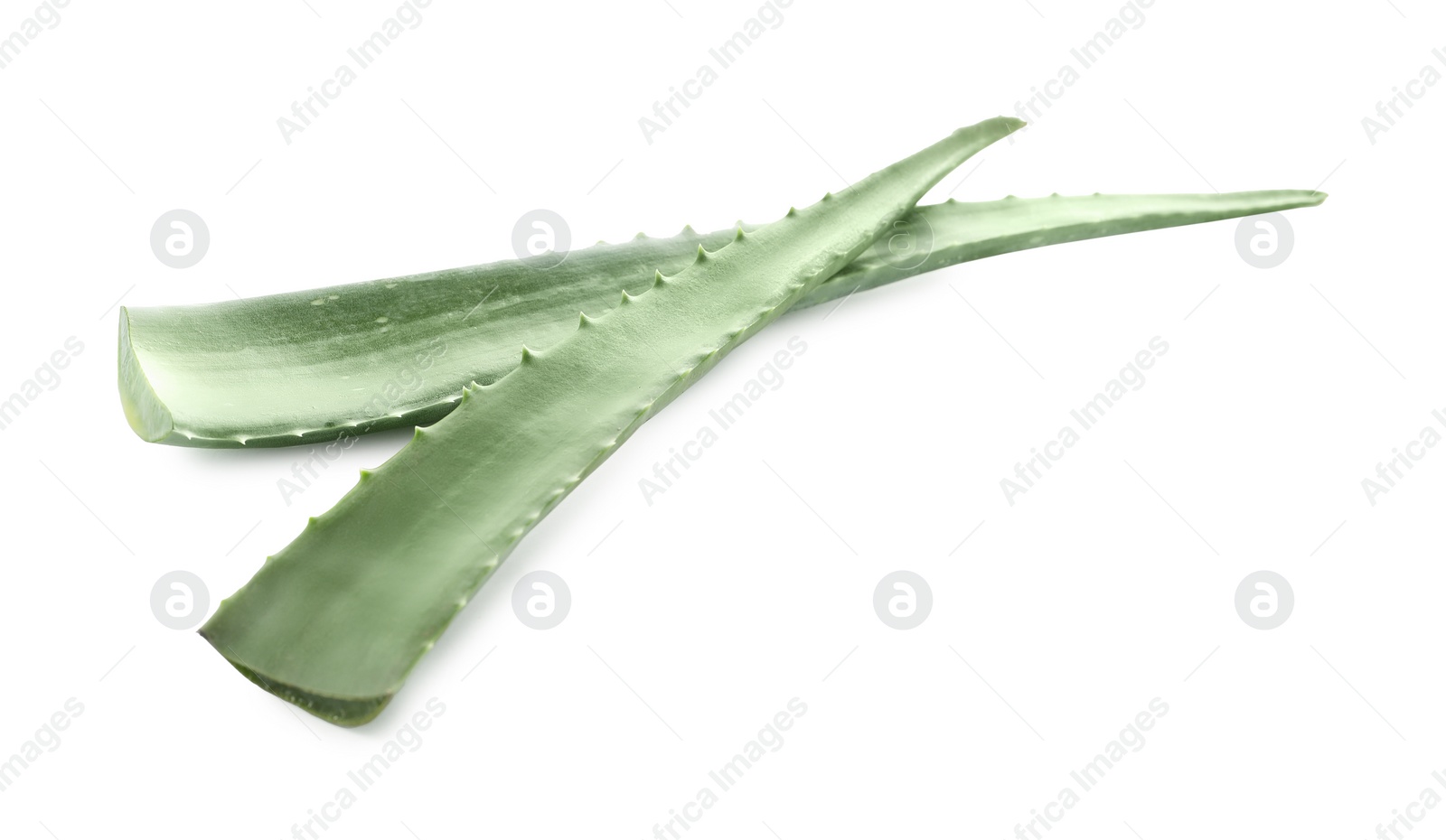 Photo of Green aloe vera leaves isolated on white