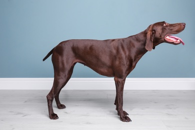 Photo of German Shorthaired Pointer dog standing near color wall