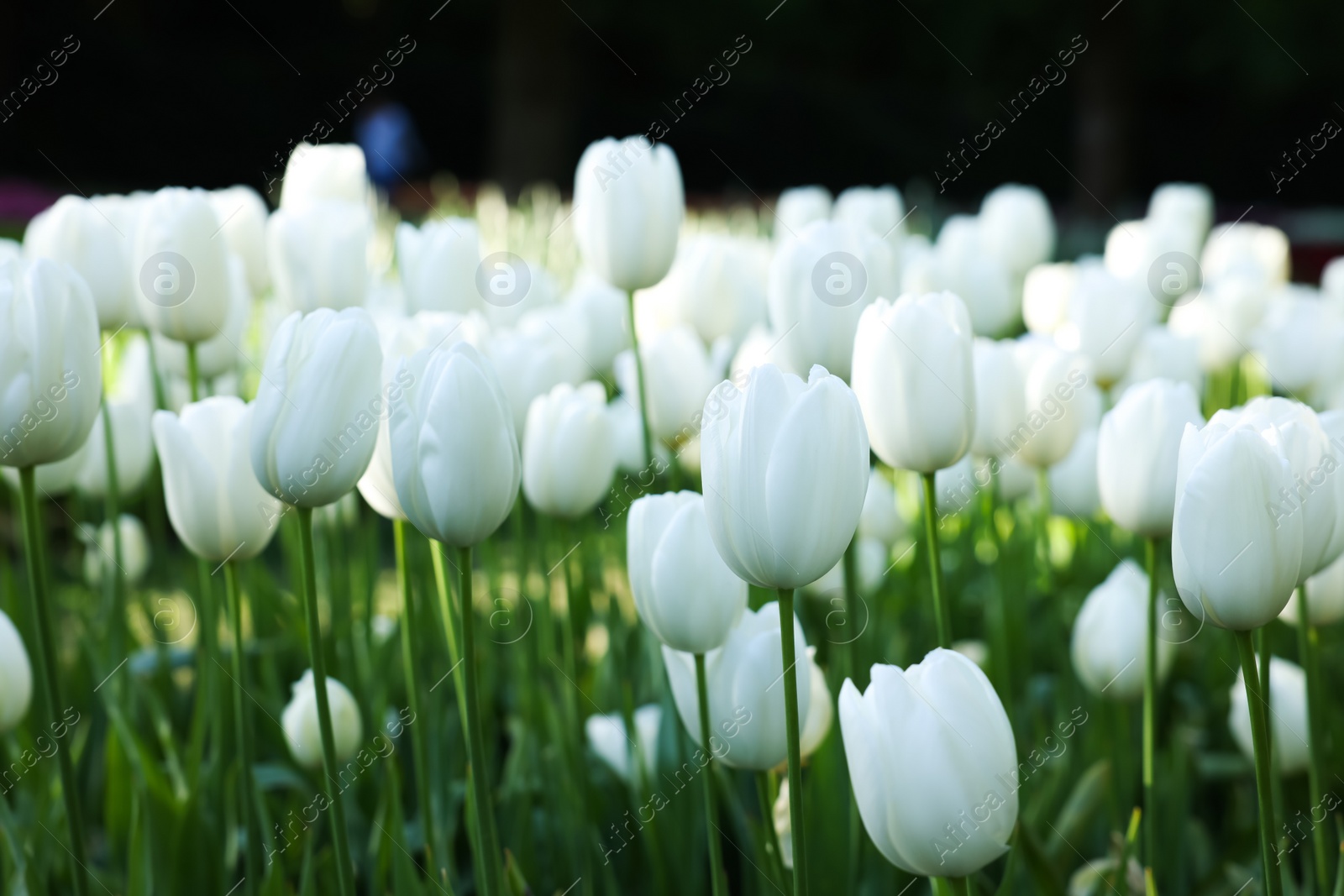 Photo of Many beautiful white tulip flowers growing outdoors, closeup. Spring season