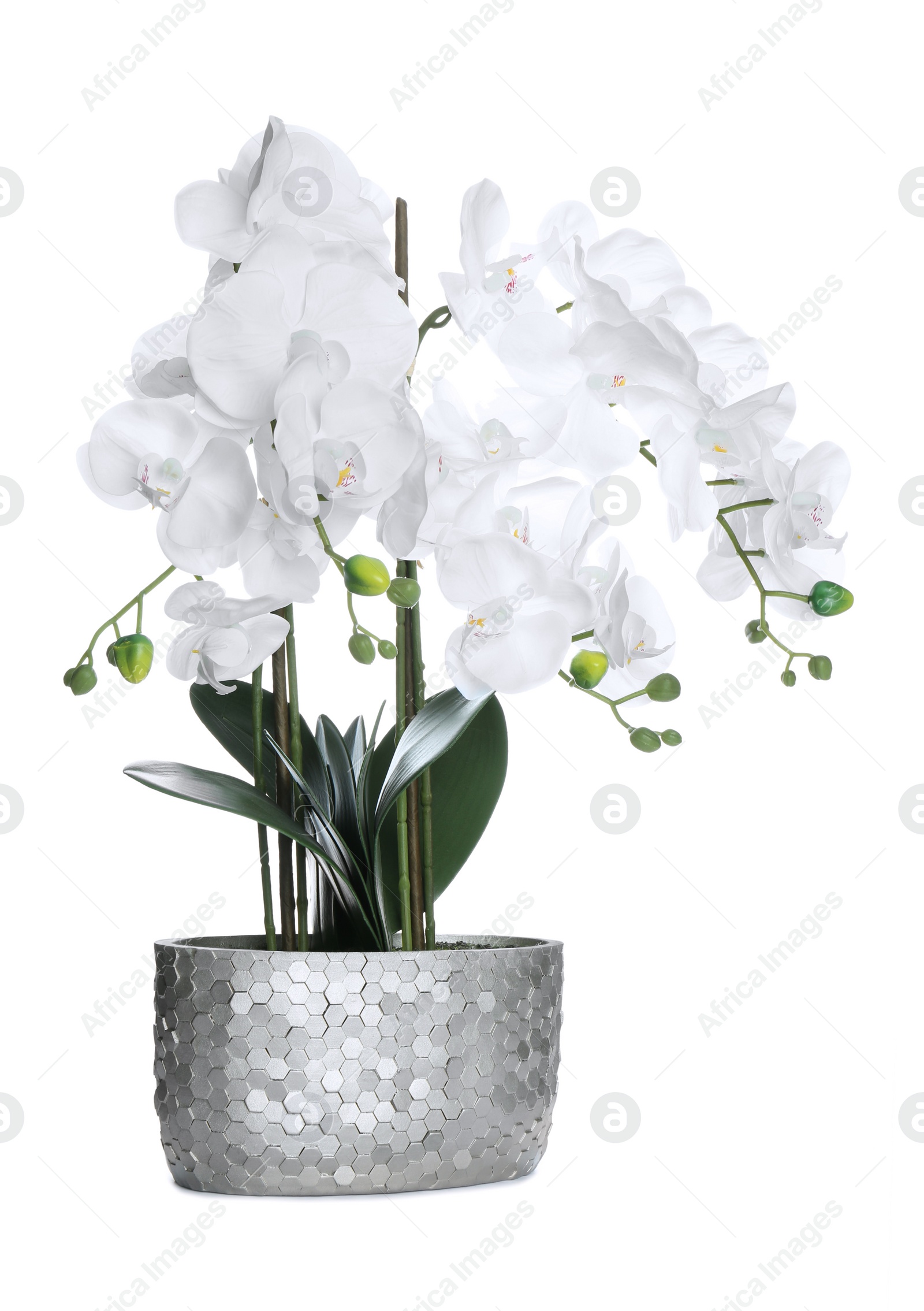 Photo of Beautiful orchid flower in pot isolated on white