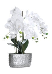 Photo of Beautiful orchid flower in pot isolated on white