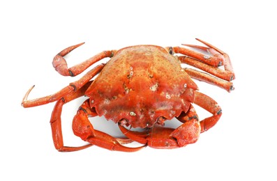 Photo of One delicious boiled crab isolated on white