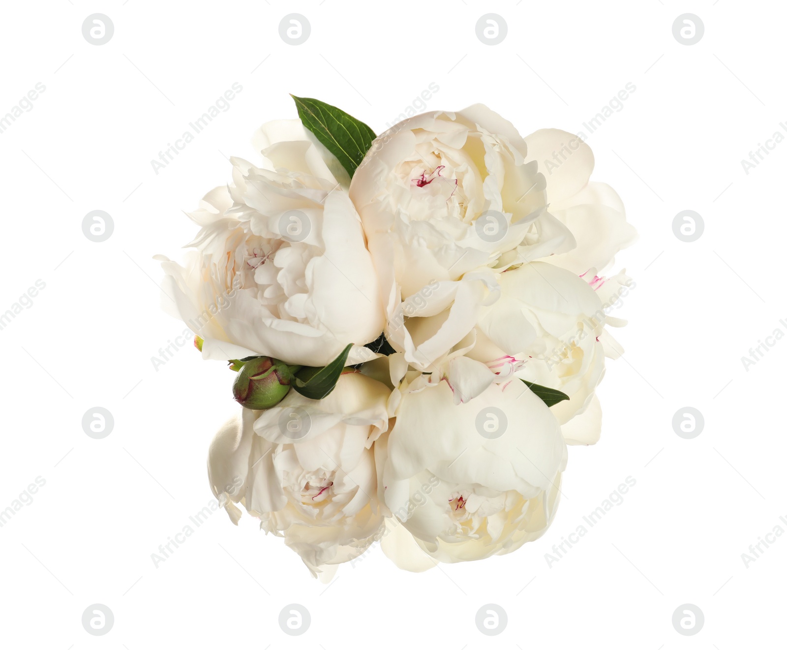 Photo of Bouquet of fresh peonies on white background, top view