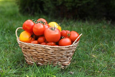 Photo of Wicker basket with fresh tomatoes on green grass outdoors