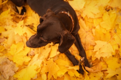 Photo of Cute German Shorthaired Pointer in park on autumn day, above view